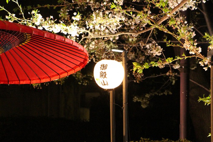 the night-time scenery of the cherry blossoms