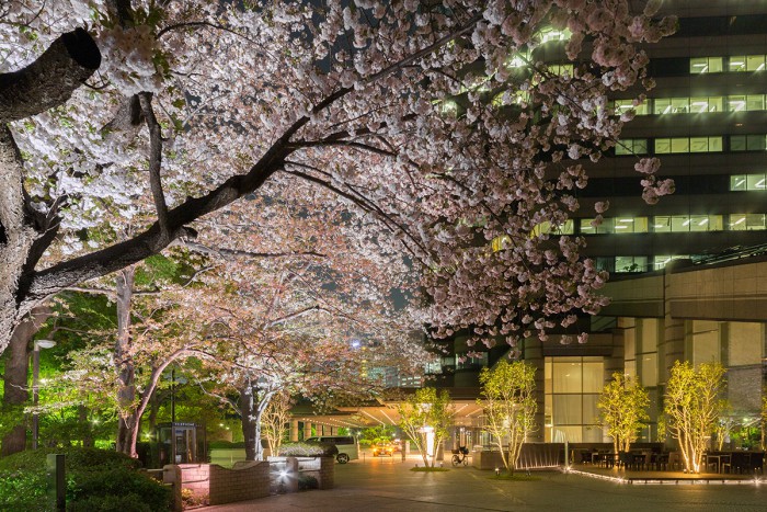 御殿山トラストシティの桜のライトアップ