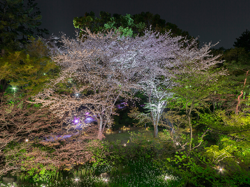 In the cherry blossom season, you can enjoy nightly viewing of the cherry blossoms (also one of the charms of the garden).