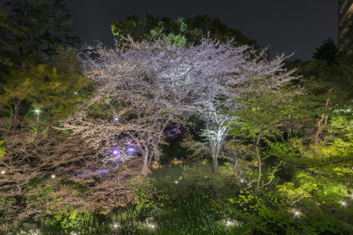 御殿山庭園内ではライトアップが行われ、夜桜が楽しめます。