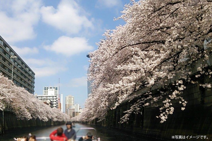 Cherry blossom viewing on a boat cruise of the Meguro River * The photograph is a conceptualization.