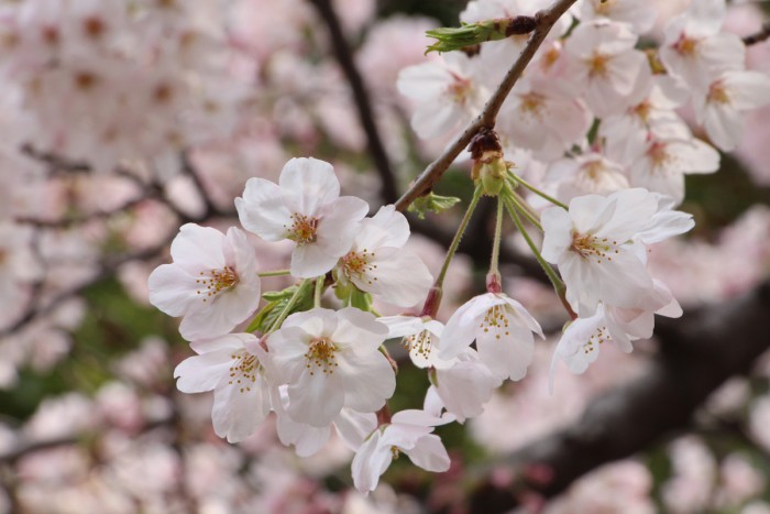 御殿山の桜、満開です！