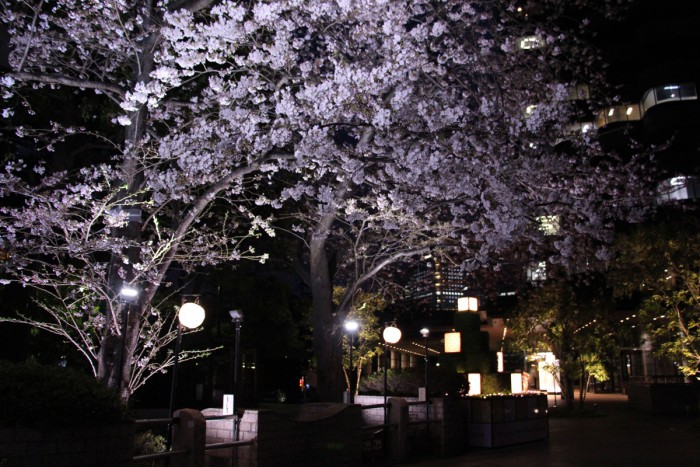 Enjoy the fantastically emerging cherry blossoms on a spring night.