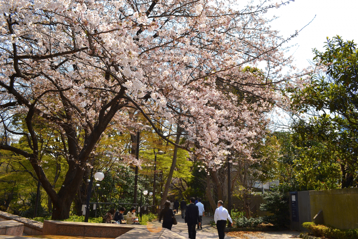 At Gotenyama Garden, the shape of the cherry blossom trees are brilliant and truly powerful