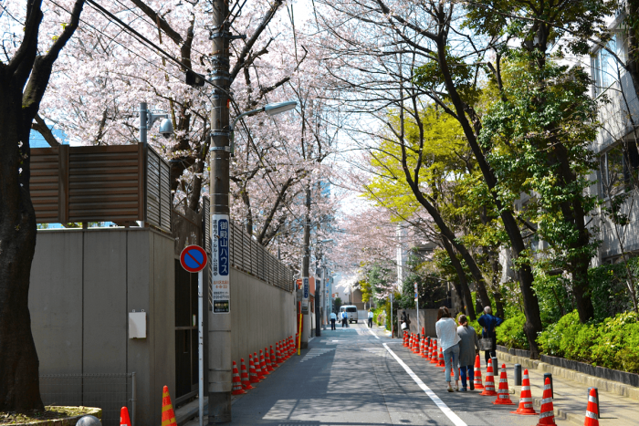 The cherry blossom trees lining up along the front of the Embassy of Myanmar look almost like a tunnel