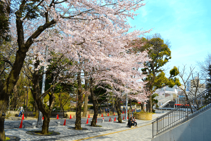 Across from Gotenyama Trust City, the cherry blossoms at the Gotenyama House are also a must-see