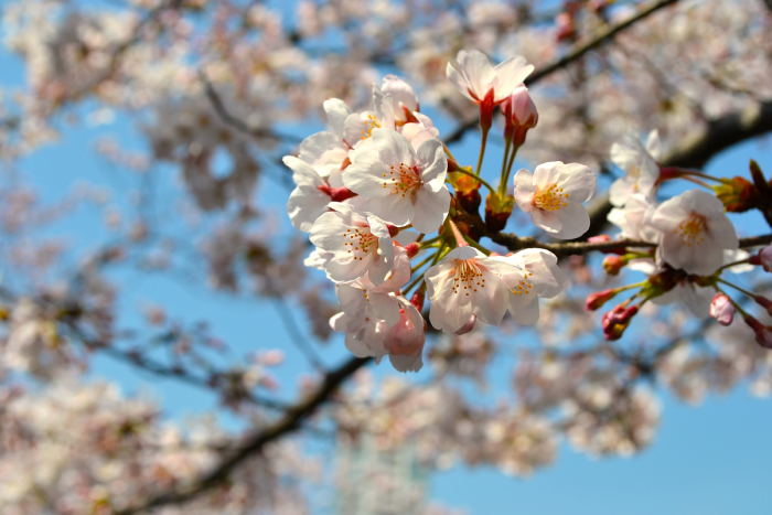 Someiyoshino (prunus yedoensis); flowers blooming in the Ebara Shrine area.