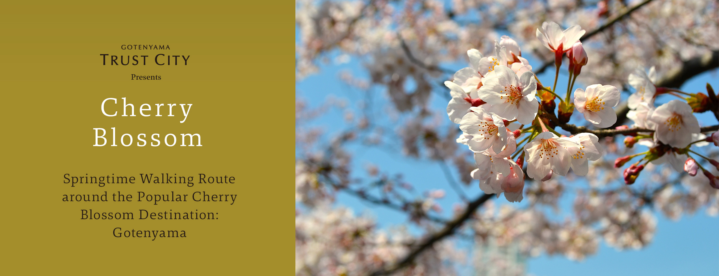 桜の名所の御殿山
