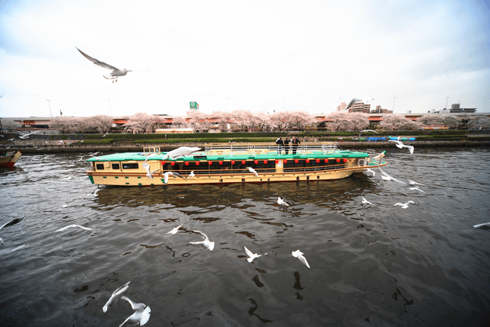 How about a pleasure boat for your next cherry blossom-viewing party?