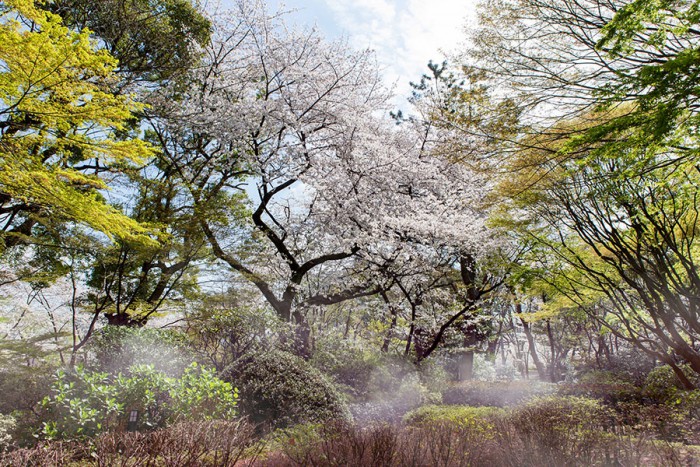 桜霞 昼