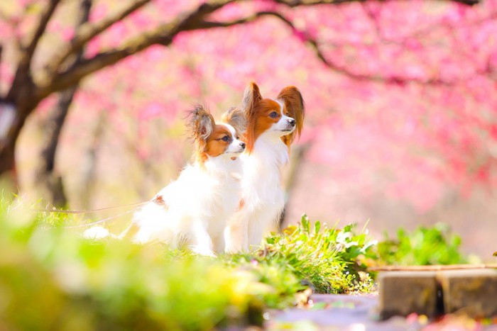 Sakura Shooting with Dog