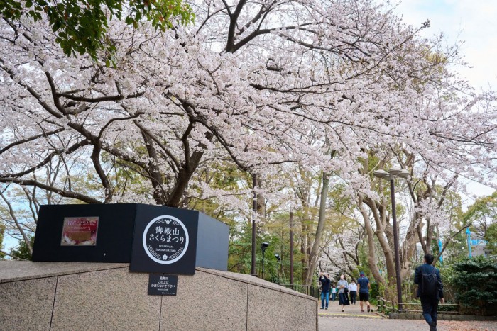 満開の桜の下でお花見酒